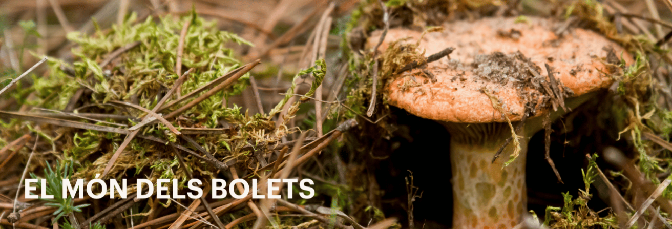 El món dels bolets
