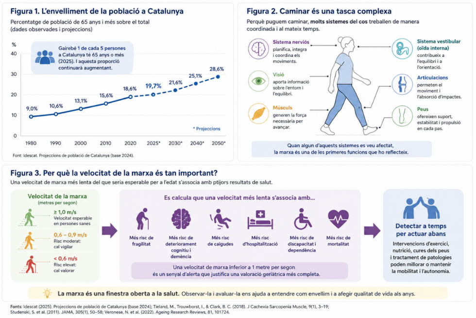 Infografia: envelliment de la població, complexitat de la marxa i risc segons la velocitat de caminar